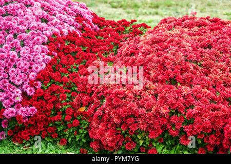 Crisantemo rosso, Autunno fiori nel giardino, contrasto e letto colorato Foto Stock