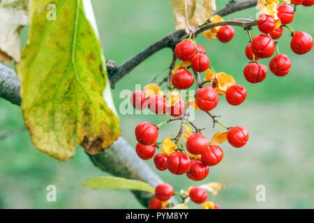 Agrodolce, Celastrus rosthornianus autunno rosso bacche Foto Stock