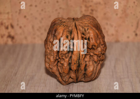 Sguardo insolito della gigantesca noce, unico Juglans regia su legno e sughero pavimento sullo sfondo della natura Foto Stock