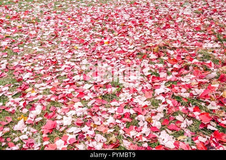 Red Maple, Acer rubrum "Red Sunset", prato coperto che cade foglie rosse sul terreno Foto Stock