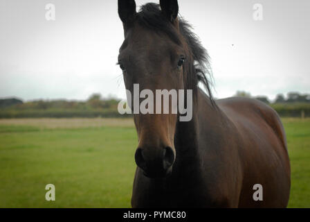 Marrone a cavallo in un campo verde b&W Foto Stock