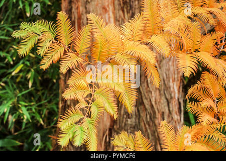 Dawn Redwood Metasequoia glyptostroides foglie nei colori autunnali Foto Stock
