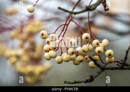 Monte Ceneri, Sorbus 'Giuseppe Rock', autunno bacche Foto Stock