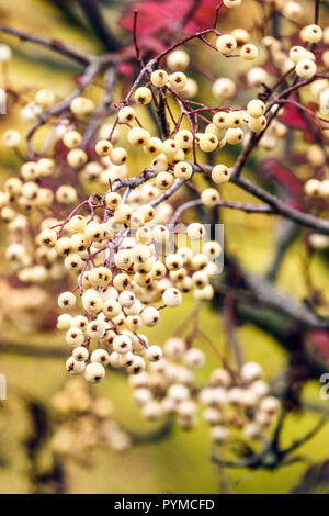 Cenere di montagna, frutti di bosco di autunno di Sorbus Joseph Rock Foto Stock