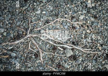 Un morto secchi e fragili ramo giacente sul terreno con la nozione di pagane sciamanica, scuro stregoneria. Foto Stock