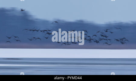 Gregge di maggiore bianco-fronteggiata oche (Anser albifrons) volando sopra parzialmente lago ghiacciato nel paesaggio invernale, Brandeburgo, Germania Foto Stock