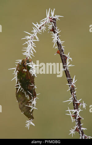 Cristallo di ghiaccio su rose-ramoscello in inverno, Brandeburgo, Germania Foto Stock