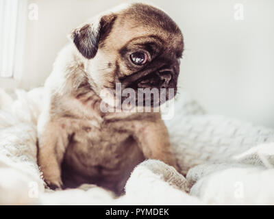 Carino, cucciolo seduto su una coltre bianca Foto Stock