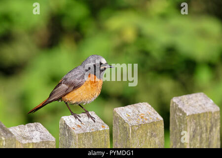 Comune (Redstart Phoenicurus phoenicurus) maschio appollaiato su giardino recinto; Germania Foto Stock