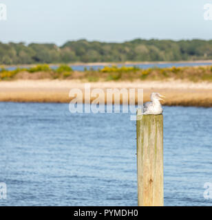 Gabbiano seduta in cima a un impilamento in un ambiente naturale, Sag Harbor, NY Foto Stock