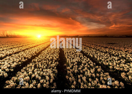 Infinite giacinti bianco i campi al momento del tramonto con un ardente cielo caotico Foto Stock