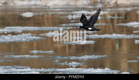 Cormorano (Phalacrocorax carbo) volando sul fiume con ice floes, Baden-Wuerttemberg, Germania Foto Stock