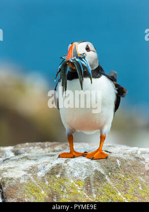 Puffini, Atlantic puffini, nome scientifico: Fratercula arctica con un becco pieno di cicerelli. Arroccato su un lichene rock coperto sul farne Islands Foto Stock