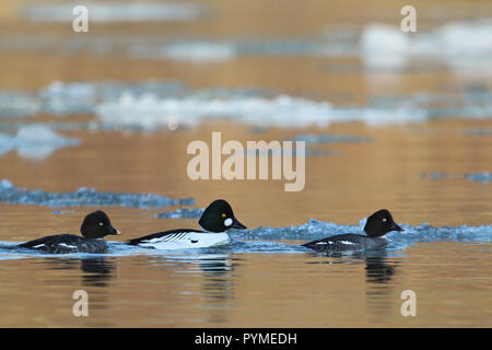 Comune (Goldeneye Bucephala clangula) gruppo di maschi e due femmine nuotare nel fiume con ice floes, Baden-Wuerttemberg, Germania Foto Stock