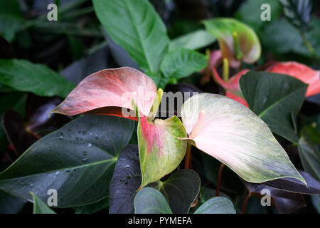 Anthurium andraeanum campionessa iridata 'Anthcraxiq' spathes. Foto Stock