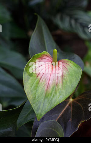 Anthurium andraeanum campionessa iridata 'Anthcraxiq' spathe. Foto Stock