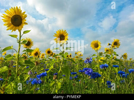 Blooming comune campo di girasole (Helianthus annuus) con Fiordaliso (Centaurea cyanus) ed erbe selvatiche, Hesse, Germania Foto Stock