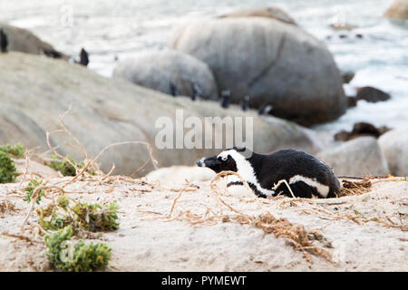 Un Jackass penguin che stabilisce nel suo nido sulle dune di sabbia con i pinguini in background in piedi sui massi. Foto Stock