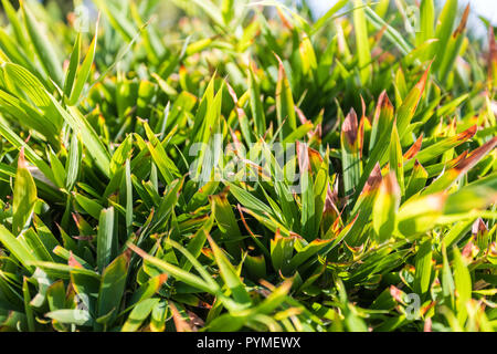 Foglie di bambù. Consistenza Foto Stock