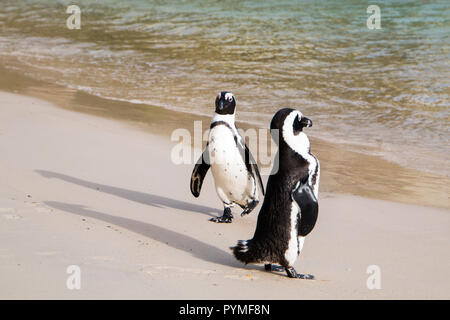 Due pinguini Jackass sulla spiaggia con vista oceano in background. Uno che cammina e uno ancora in piedi. Foto Stock