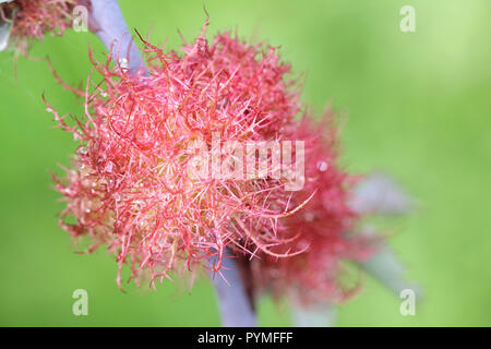 Gall, conosciuta come la rosa bedeguar gall, Robin's puntaspilli o moss gall è causato da un hymenopteran gall wasp, Diplolepis rosae Foto Stock