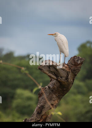 Airone guardabuoi appollaiato sul tronco di albero, vista laterale di uccello bianco con becco giallo e le gambe. Foto Stock