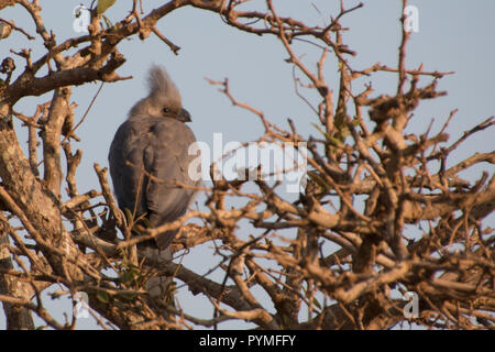 Go-Away grigio-Bird (Lourie) arroccato in cima alla struttura ad albero circondato con rami, Sud Africa Foto Stock