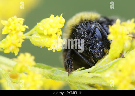Bumblebee o, Bumble Bee, bumble-bee, umile-bee, Bombus lucorum Foto Stock