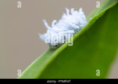 Eriocampa ovata, generalmente noto come il sawfly ontano o lanosi sawfly ontano, è una specie di sawfly comune nella famiglia Tenthredinidae Foto Stock