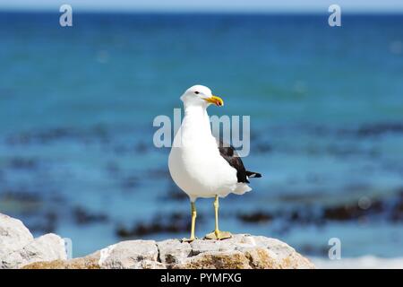 Gabbiano Kelp (Larus dominicanus) seduto su una roccia con il blu del mare sullo sfondo guardando la telecamera vicino. Foto Stock