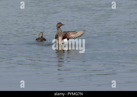 Canapiglia anatra (Anas strepera) ali stretching dopo preening Foto Stock