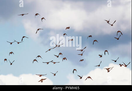 Sfondo con un numeroso branco di uccelli neri che la migrazione di storni vola in alto il cielo blu Foto Stock