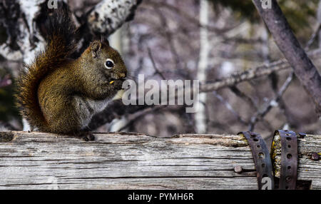 Scoiattolo rosso snacking su una ringhiera di recinzione Foto Stock