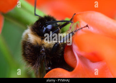 Ripresa macro di un Bumble Bee impollinatori un runner bean fiore Foto Stock