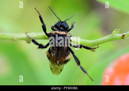Ripresa macro di un umido Bumble Bee salendo su un runner Baccello di fagiolo Foto Stock