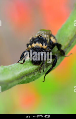 Ripresa macro di un umido Bumble Bee salendo su un runner Baccello di fagiolo Foto Stock