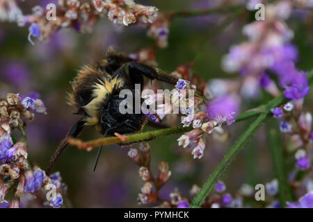 Ripresa macro di un umido Bumble Bee su fiori di colore rosa Foto Stock
