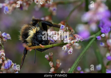 Ripresa macro di un umido Bumble Bee su fiori di colore rosa Foto Stock