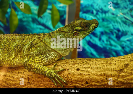 Sailfin lizard sull'albero in un modello di foresta. Foto Stock