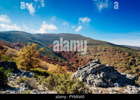 Foresta di faggio in autunno una giornata soleggiata con cielo blu Foto Stock