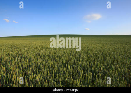 Verde di rotolamento campo di grano con cielo blu chiaro ansd pochi wispy nuvole. Le ombre morbide si spostano nel campo Foto Stock