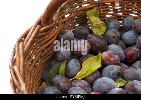 Cesto in Vimini pieno di raccolto di recente viola le prugne. Foto Stock