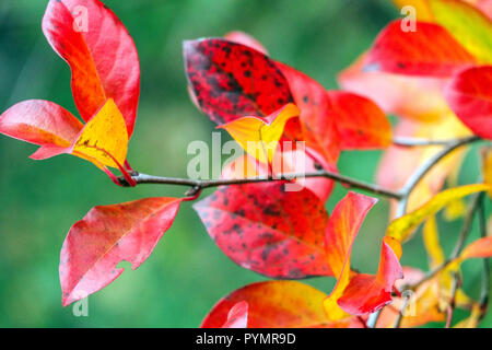 Nyssa sylvatica, Tupelo albero, gomma nera autunno rosso foglie colori autunno Foto Stock