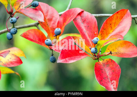 Nyssa sylvatica autunno, Tupelo albero, gomma nera rosso autunno foglie e bacche Foto Stock