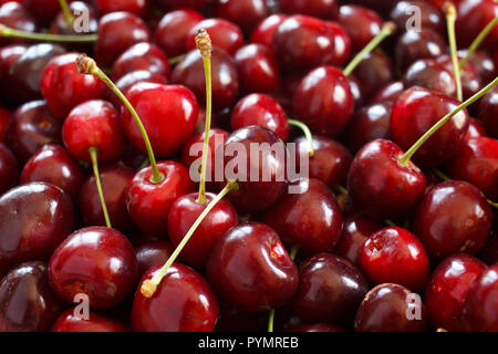 Un sacco di appena raccolto maturo ciliege rosse Foto Stock