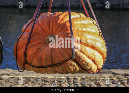 Una zucca prima di essere abbassata nell'acqua e remato da Tom Pearcy giù il fiume Ouse a York. Foto Stock