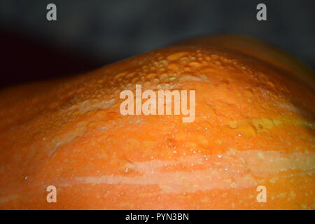 Primo piano di una zucca arancione con gocce d'acqua. Foto Stock