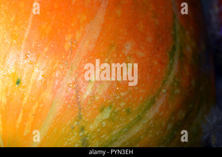 Primo piano di una zucca arancione con gocce d'acqua. Foto Stock