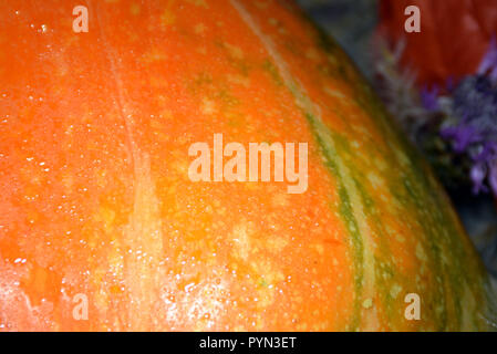 Primo piano di una zucca arancione con gocce d'acqua. Foto Stock