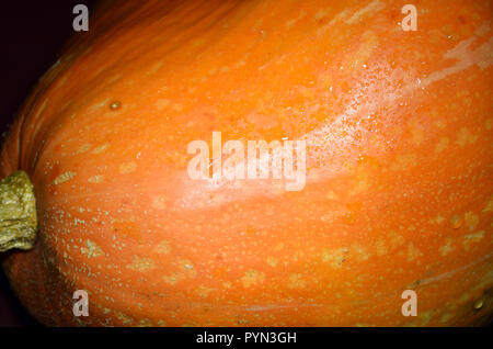 Primo piano di una zucca arancione con gocce d'acqua. Foto Stock